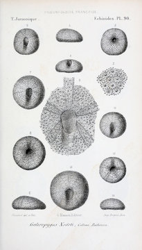 Fossils