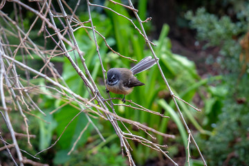 Fantail flits through a garden in winter