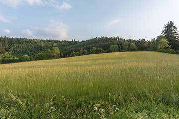 Landschaft im Sommer
