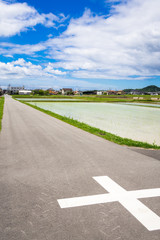 Fototapeta premium 田植え直後の水田