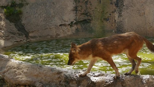 High-angle shot of walking dhole in the zooAsiatic wild dog dhole climbs out of the green water in the zoo
