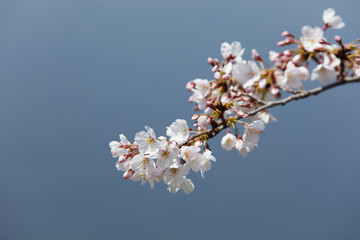 cherry blossoms (Somei-yoshino)