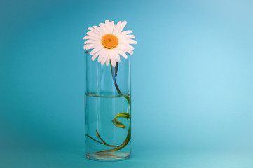 Chamomile flower in a glass of water. on a blue background. vignetting. Right place for the inscription.