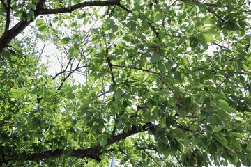 green tree and blue sky