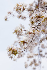 cherry blossoms (Somei-yoshino)