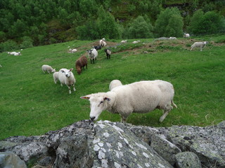 Fototapeta premium The sheep