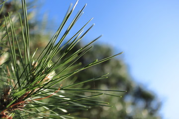 green pine with blue sky