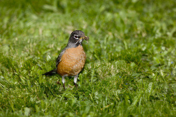 Red breasted robin  in a field of green grass with a mouthful of insects