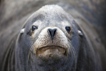 Seal