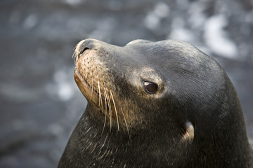 seal