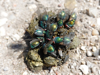 Calliphoridae flies