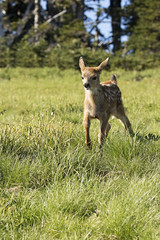 Baby deer walking in a meadow