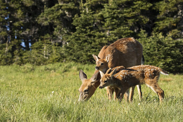Deer family in a meadow
