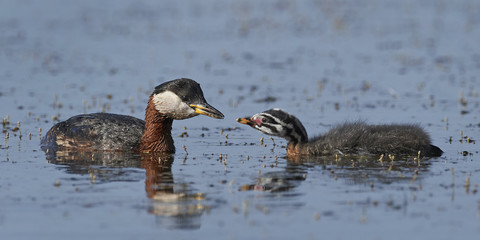 Red-necked grebe (Podiceps grisegena)