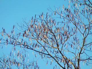 Silhouette of leafless tree with seeds in hanging pods, beautiful blue sky contrasting in the background.