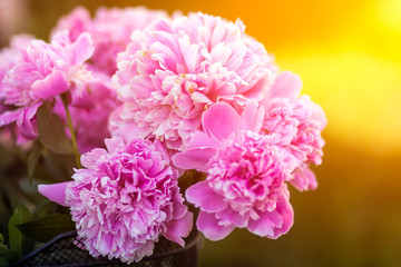 Close-up of a beautiful fresh bouquet of pink peonies in the garden of a summer day in the hot sun