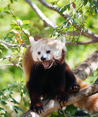 Red Panda Rests on Branch in between feedings