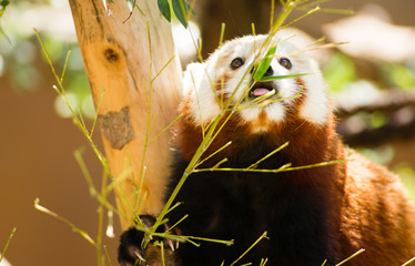 Red Panda Pulls Leaves in Closer to Feed On
