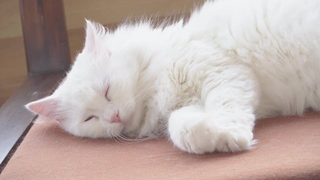 Angora white cat sleeping on a chair.