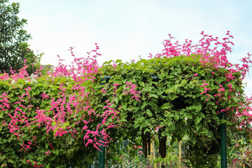 Flower garden | Asian Park | Indonesian Park