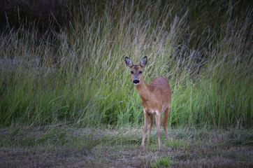 Capreolus capreolus 2