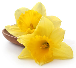 Flower daffodil