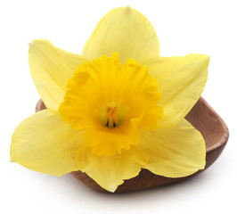 Fototapeta na wymiar Flower daffodil