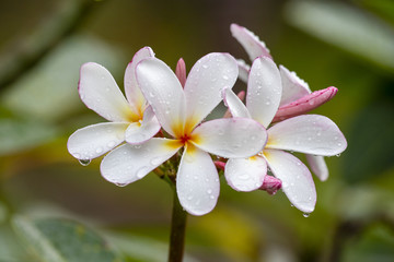 Obraz premium White Frangipani flower at full bloom during summer after the rain. White Plumeria , Thailand