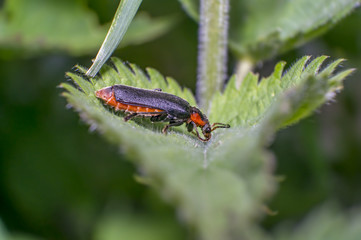 soft beetle on green nettle leaf in the beautiful nature