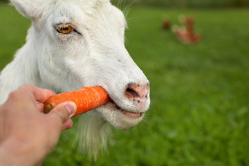 Detail on white goat head, being fed carrot.