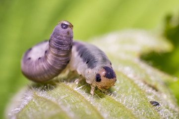 small caterpillar on green nettle leaf in the beautiful nature