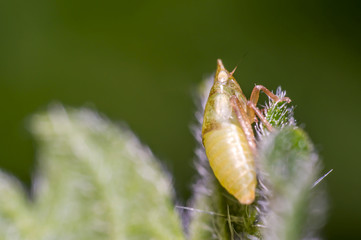 yellow cicada on green nettle leaf in the beautiful nature