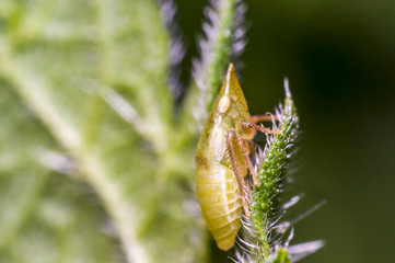 yellow cicada on green nettle leaf in the beautiful nature