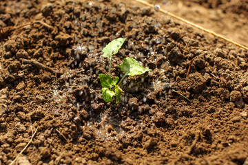 Young green seedling just planted in wet soil being watered.