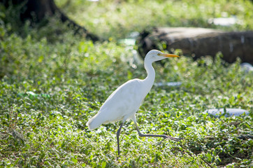 Beautiful white heron a bird in the wild nature
