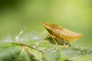 yellow cicada on green nettle leaf in the beautiful nature