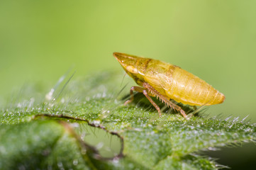yellow cicada on green nettle leaf in the beautiful nature