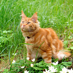 Naklejka na ściany i meble Young red maine coon cat outdoors