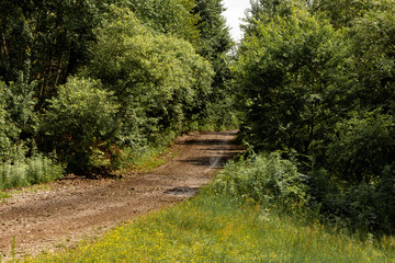 Picturesque forest road