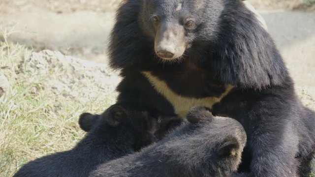 asiatic black bear feeding baby