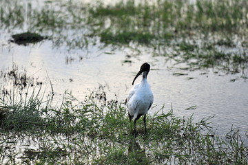 In the savannah of Kenya, you can see colorful rare birds