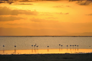 Fototapeta premium Sunset in the Kenyan National Park Amboseli