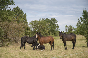 horses walk on the field