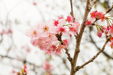Cherry tree blossom