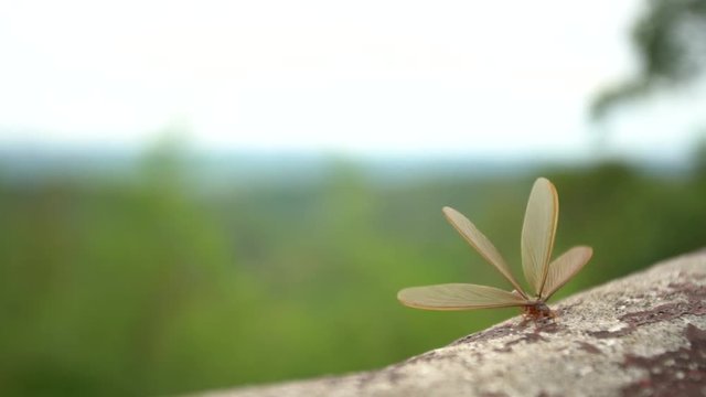 winged termites emerge after a rainfall and in the evening
