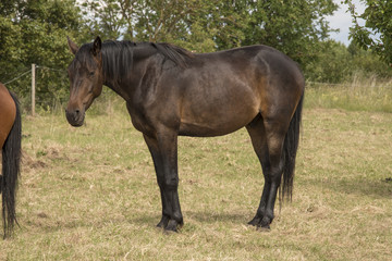 horses walk on the field