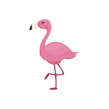 Pink flamingo vector illustration isolated on white background.