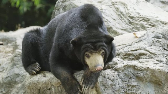 malayan sunbear resting on the rock