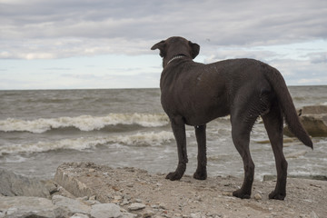 Labrador looks at the sea
