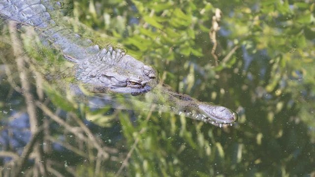 gharial in the river